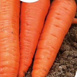 Rothild Carrot